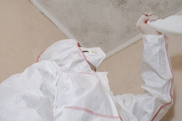 Best Attic Mold Removal  in , ID