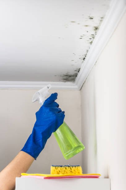 Best Certified Mold Removal  in , ID